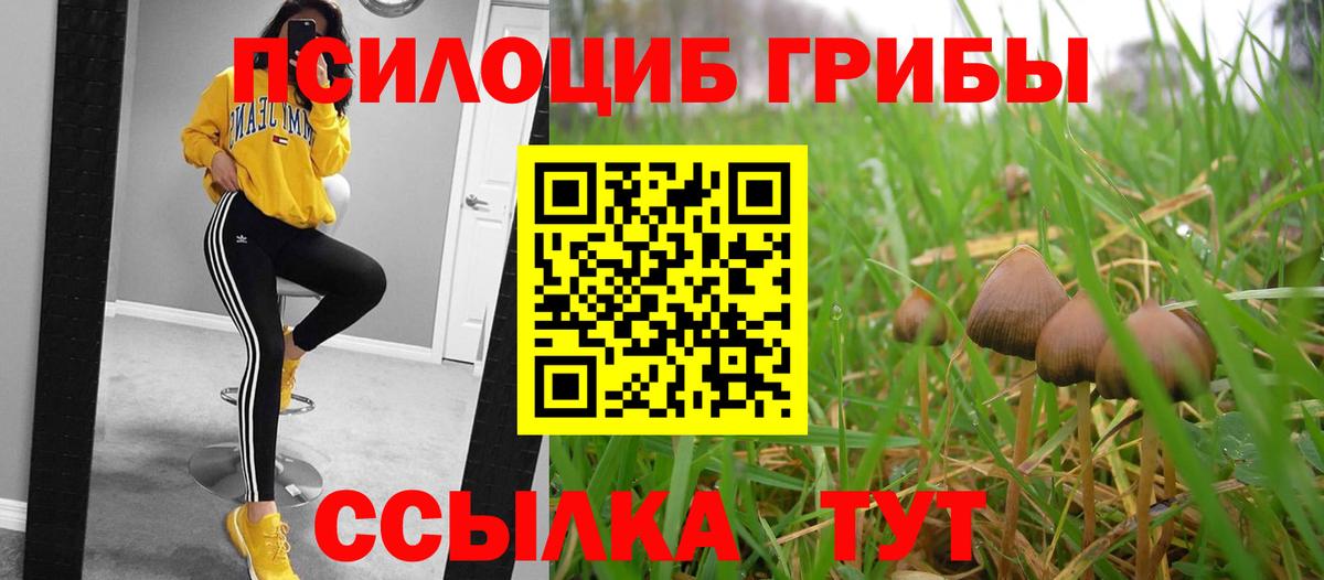 Псилоцибиновые грибы Psilocybe Краснокаменск